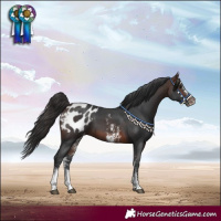 Horse Color:Brown Sabino Appaloosa