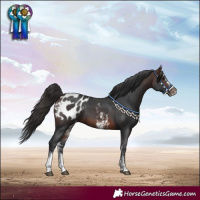 Horse Color:Brown Sabino Appaloosa
