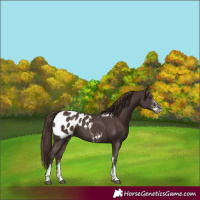 Horse Color:Liver Chestnut Sabino Appaloosa 