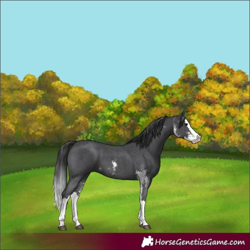 Horse Color:Black Sabino Splash 