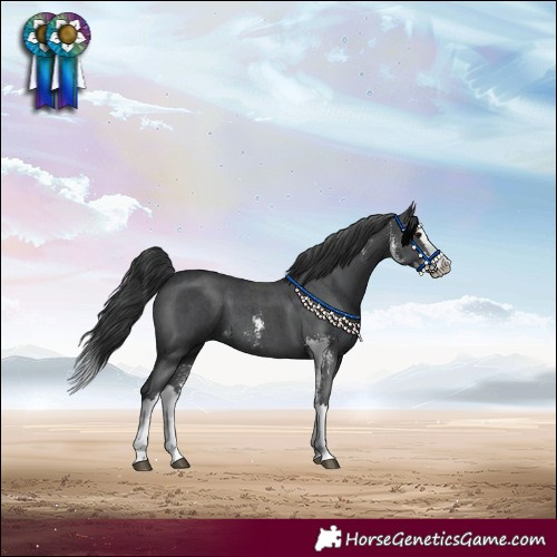 Horse Color:Black Sabino Splash