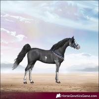 Horse Color:Black Sabino Splash 