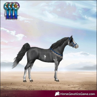 Horse Color:Black Sabino Splash