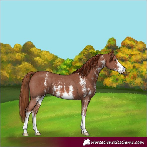 Horse Color:Chestnut Sabino