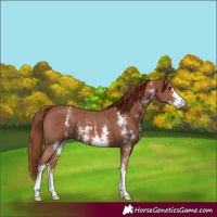 Horse Color:Chestnut Sabino 