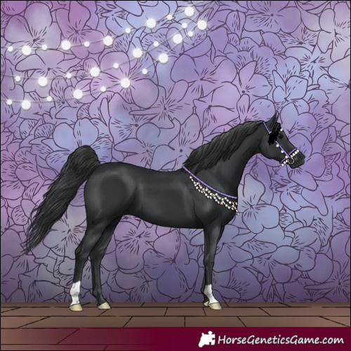 Horse Color:Black 