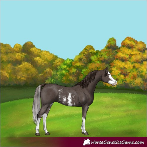 Horse Color:Liver Chestnut Sabino Splash 