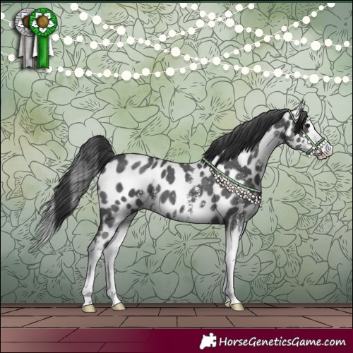 Horse Color:Black Sabino Splash Appaloosa