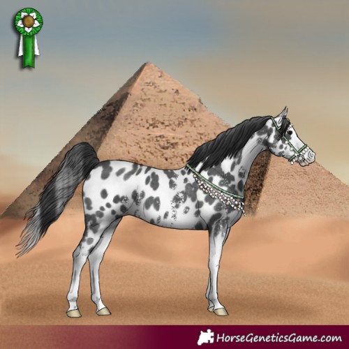 Horse Color:Black Sabino Splash Appaloosa 