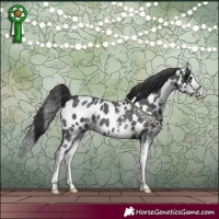 Horse Color:Black Sabino Splash Appaloosa 