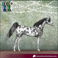 Horse Color:Black Sabino Splash Appaloosa 