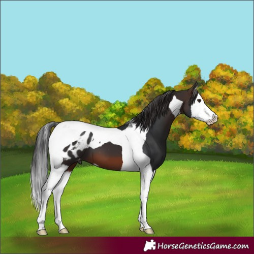 Horse Color:Brown Splash Tobiano Appaloosa 