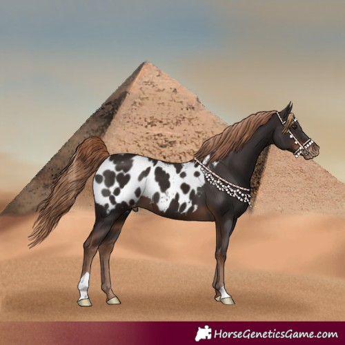 Horse Color:Liver Chestnut Appaloosa