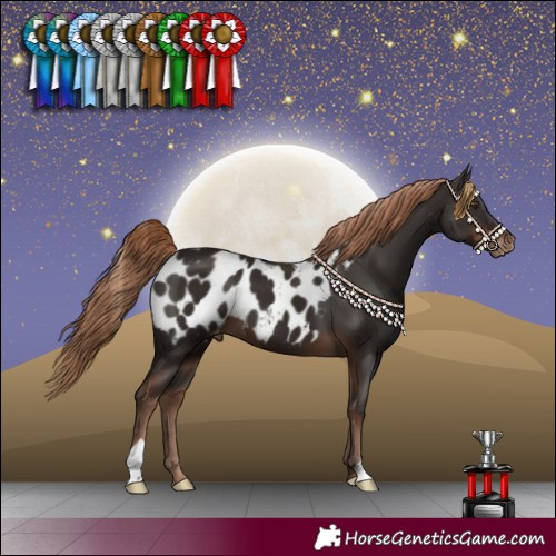 Horse Color:Liver Chestnut Blanket 