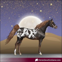 Horse Color:Liver Chestnut Appaloosa