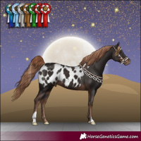 Horse Color:Liver Chestnut Appaloosa 