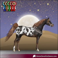 Horse Color:Liver Chestnut Appaloosa 