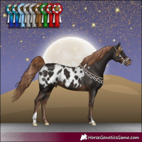 Horse Color:Liver Chestnut Appaloosa 