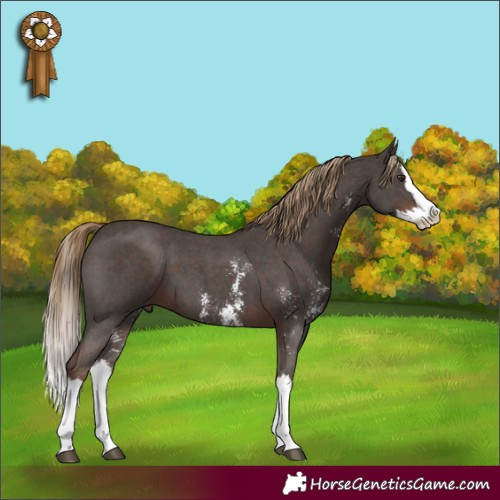 Horse Color:Liver Chestnut Sabino Splash