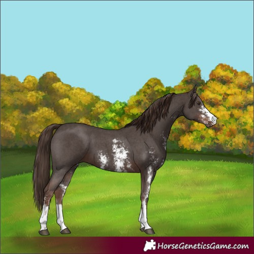 Horse Color:Liver Chestnut Sabino 