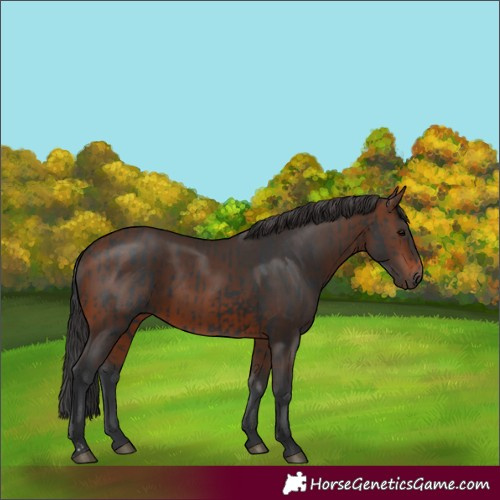 Horse Color:Black and Brown