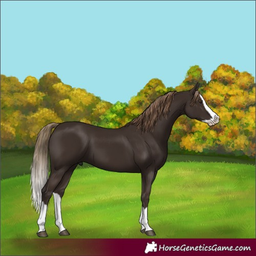 Horse Color:Liver Chestnut Splash 