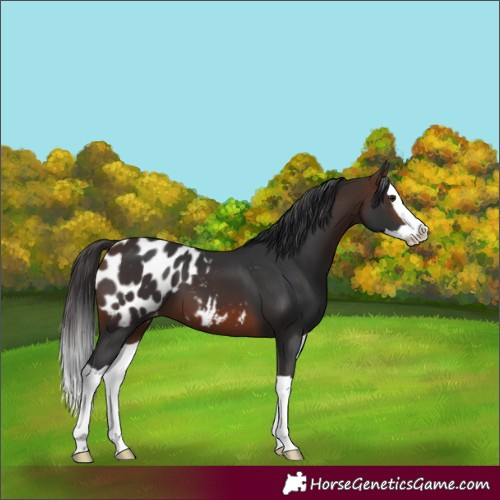 Horse Color:Brown Splash Appaloosa 