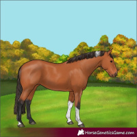 Horse Color:Bay Tobiano 