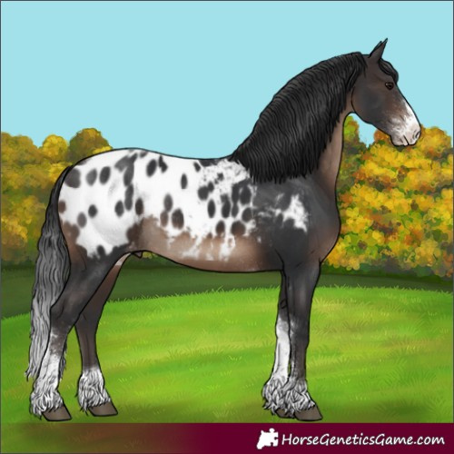 Horse Color:Brown Sabino Tobiano Appaloosa Rabicano 