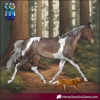 Horse Color:Silver Black Tobiano Appaloosa