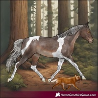 Horse Color:Silver Black Tobiano Appaloosa