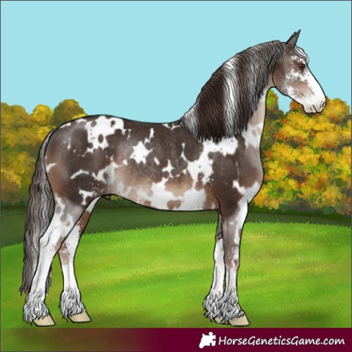 Horse Color:White Spotted Liver Chestnut Sabino Rabicano 