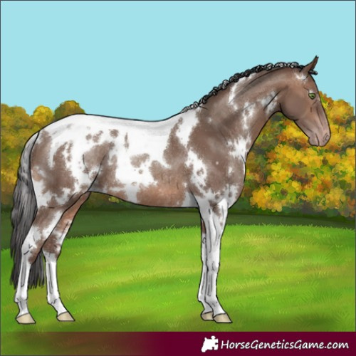 Horse Color:White Spotted Sable Champagne Tobiano Rabicano 