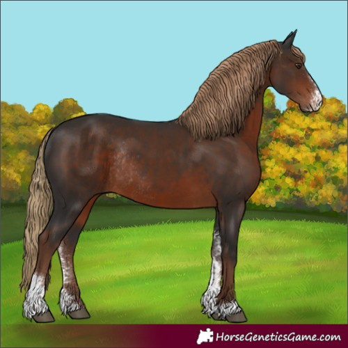 Horse Color:Liver Chestnut Sabino Rabicano 