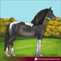 Horse Color:Black Tobiano Appaloosa 