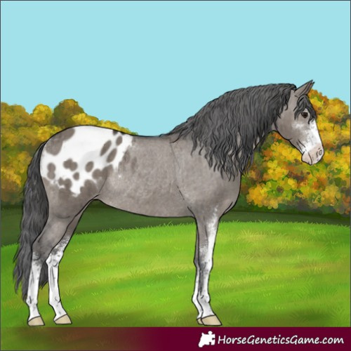 Horse Color:Grullo Sabino Appaloosa Rabicano Brindle