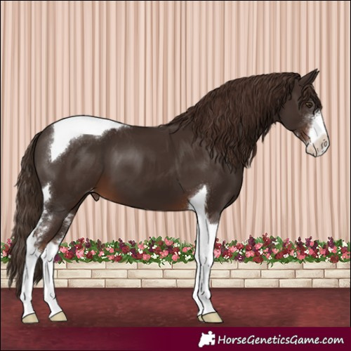 Horse Color:Liver Chestnut Sabino Tobiano Appaloosa 