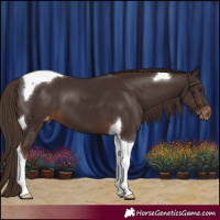 Horse Color:Liver Chestnut Tobiano Appaloosa