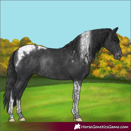 Horse Color:Black Tobiano Appaloosa Rabicano 