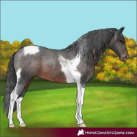 Horse Color:Brown Tobiano Appaloosa