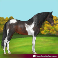 Horse Color:Brown Tobiano Appaloosa