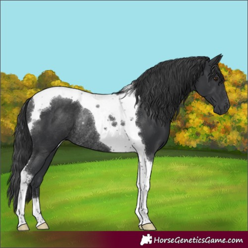 Horse Color:Black Tobiano Rabicano