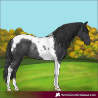 Horse Color:Black Tobiano Rabicano
