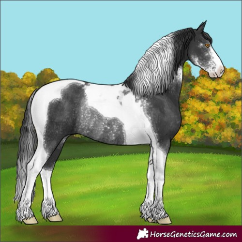 Horse Color:Black Sabino Tobiano Rabicano