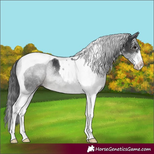 Horse Color:Black Sabino Tobiano