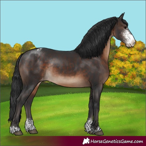 Horse Color:Brown Sabino Appaloosa Rabicano 