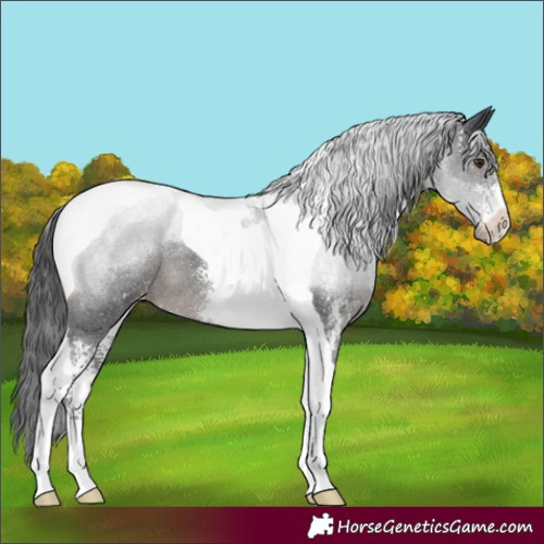 Horse Color:Black Sabino Tobiano Appaloosa Rabicano