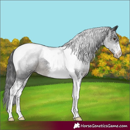 Horse Color:Black Sabino Tobiano Appaloosa Rabicano