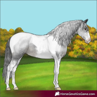 Horse Color:Black Sabino Tobiano Appaloosa Rabicano 