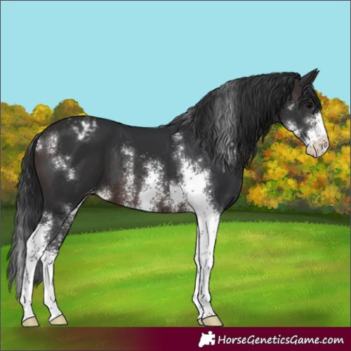 Horse Color:Brown Sabino Appaloosa